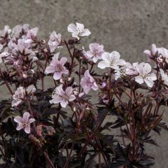 Bodziszek łąkowy 'Purple Ghost'